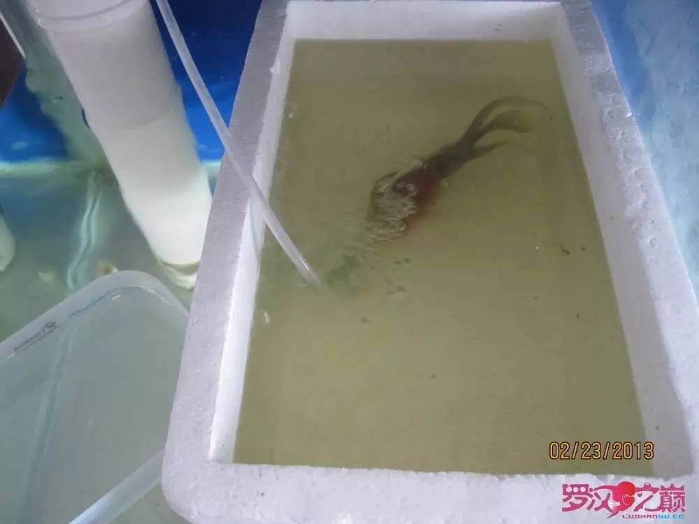 慢性肠炎的症状表现及治疗方法,慢性肠炎用中医还是西医治疗好