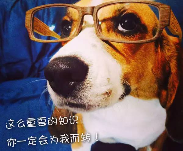 狗狗免疫针怎么打,狗狗疫苗该怎么打才合理