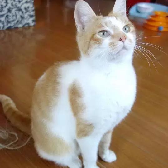 上海领养猫公益,上海领养狗狗店