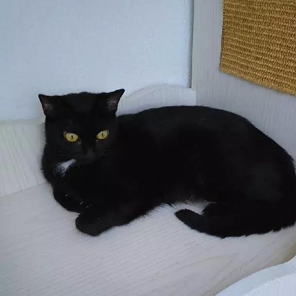 上海领养猫公益,上海领养狗狗店