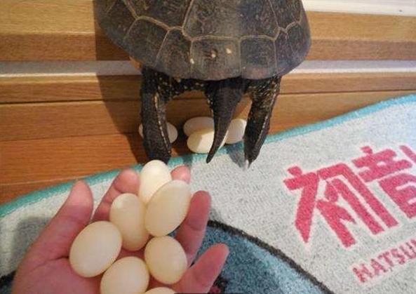 宠物龟生蛋了,宠物龟意外死亡如何处理