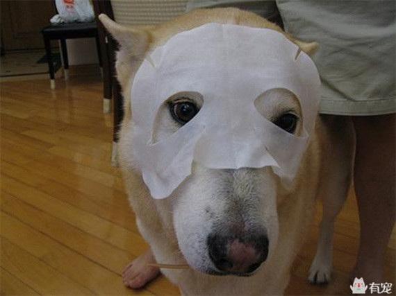 宠物之间的朋友圈 (朋友圈只晒宠物)