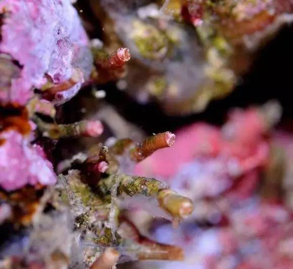 海缸好玩的小生物,海缸稀奇生物