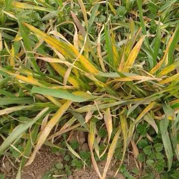 小麦孕穗期发现黄叶病怎么办,小麦病毒性黄叶病纹枯病的区别