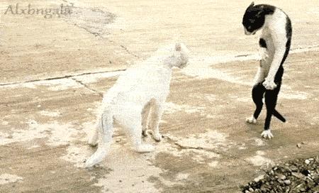 传说中的发情期到了！让猫咪释放欲望还是绝育？