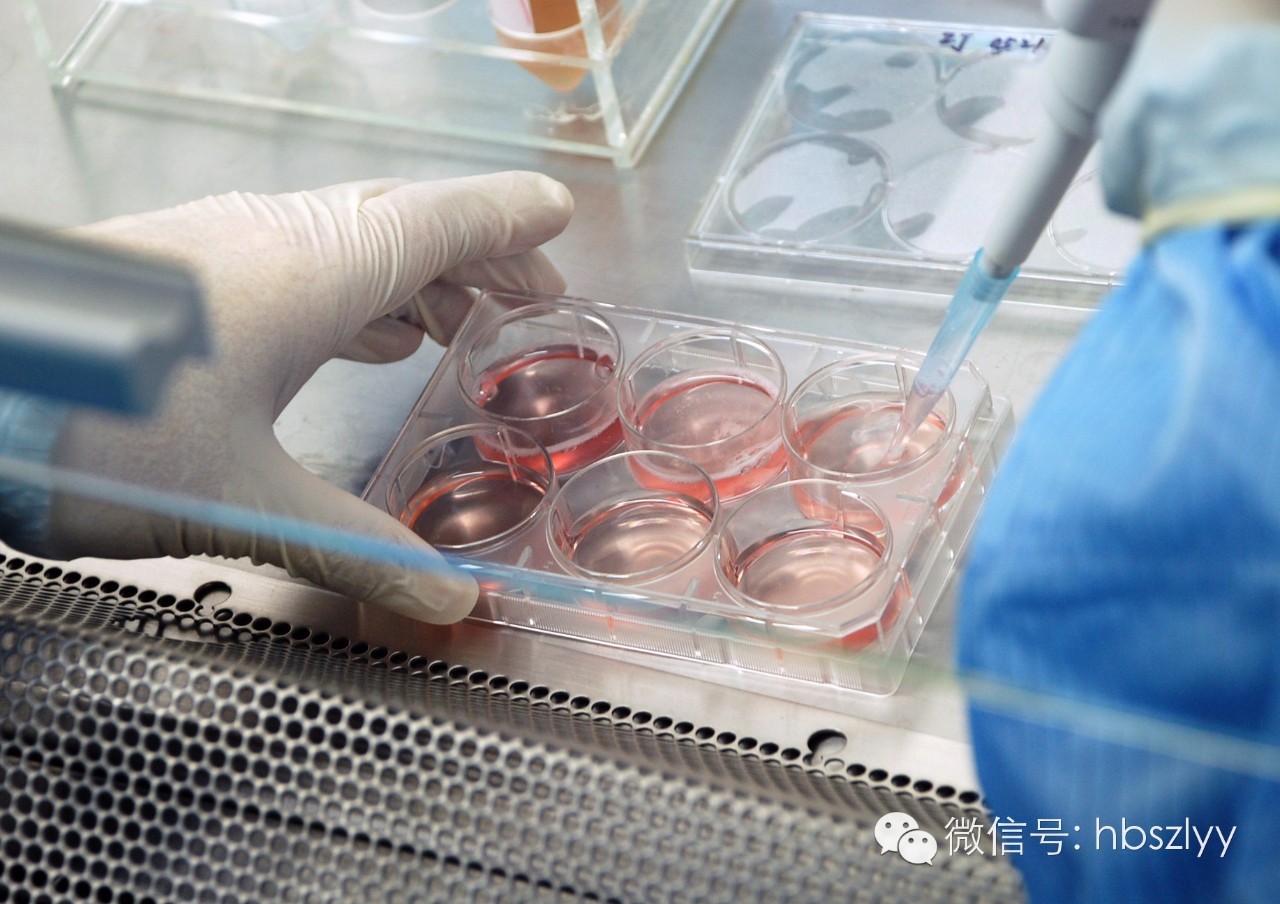 揭秘记者亲感：血液中“星星之火”如何体外培养成抗癌主力