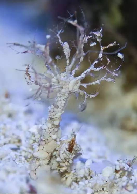 海缸好玩的小生物,海缸稀奇生物