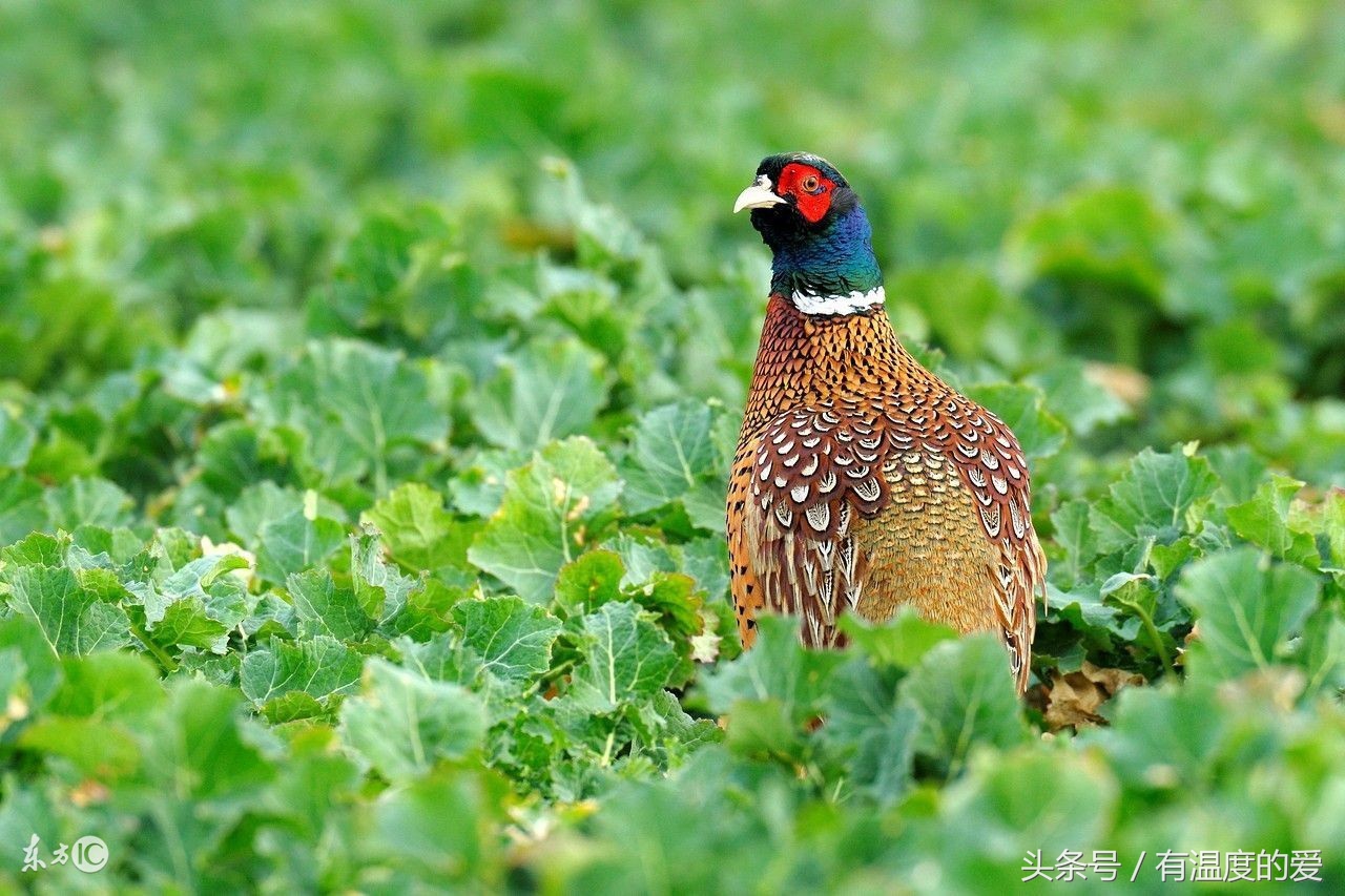 养殖山鸡没销路怎么办,野鸡抗病强吗