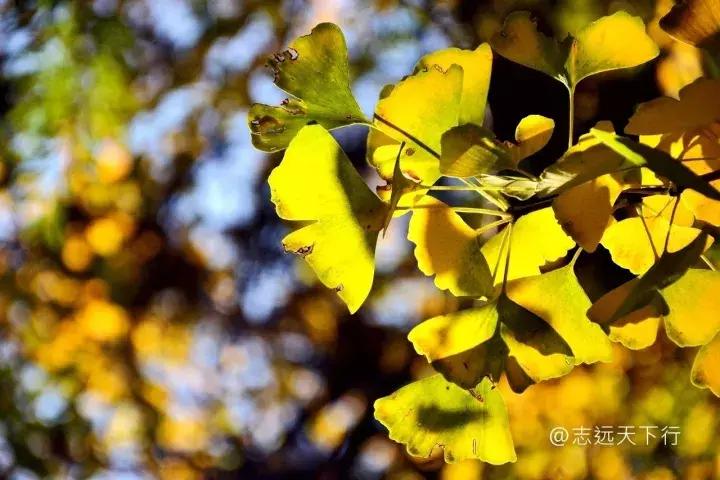 最美高校合集,最美211云大