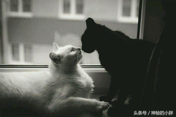 网易云热评墙NO.55