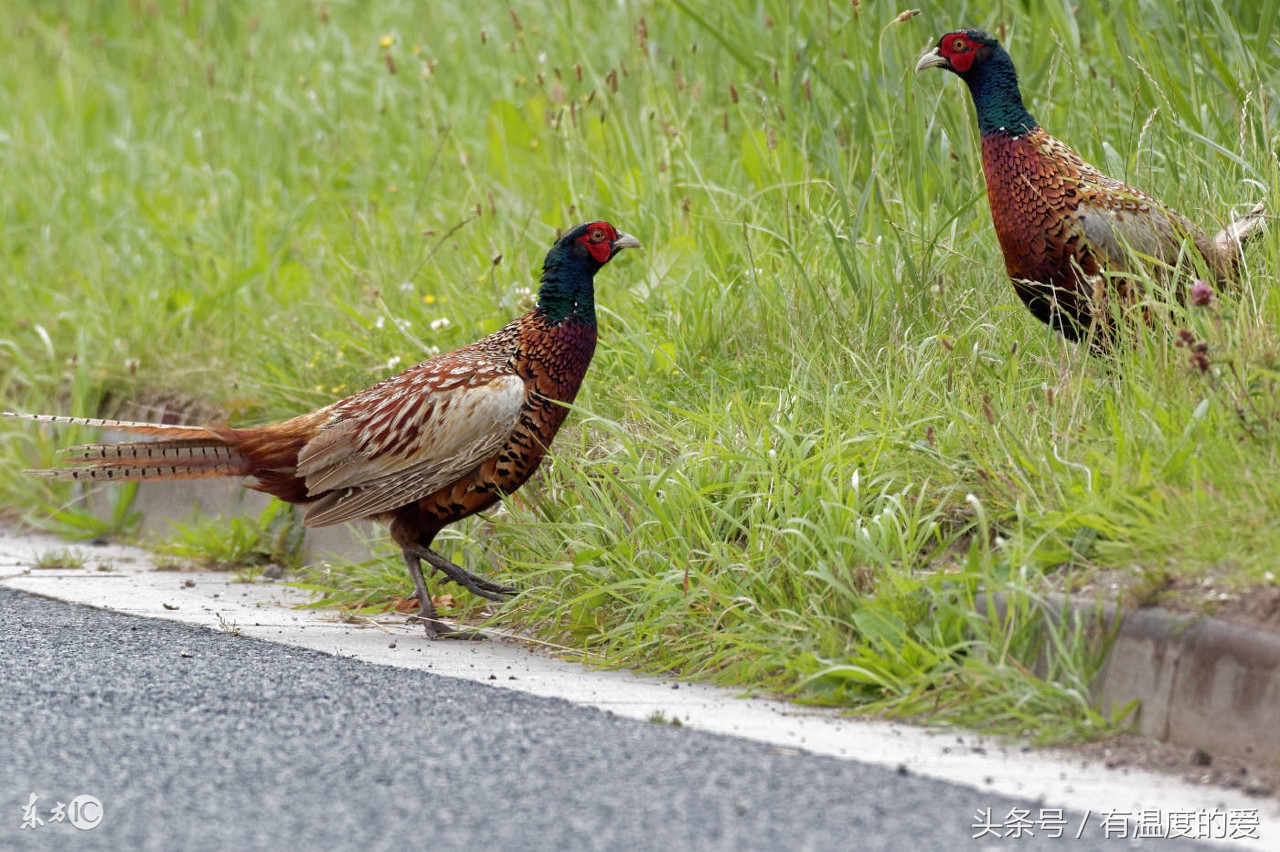 养殖山鸡没销路怎么办,野鸡抗病强吗