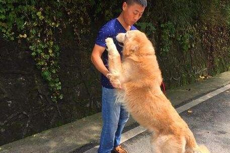 狗狗有问题怎么办,狗狗坏毛病怎么纠正