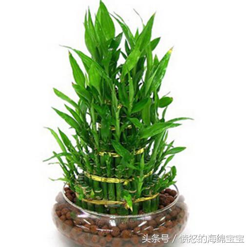 富贵竹生根怎样打理,富贵竹可以只留有根须的地方么