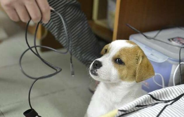 狗狗有问题怎么办,狗狗坏毛病怎么纠正