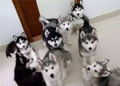 阿拉斯加和哈士奇的区别哪个贵,阿拉斯加和哈士奇养哪一个好