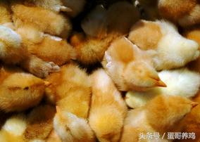 养蛋鸡和散养鸡哪个赚钱,2018养鸡10000只蛋鸡一年利润