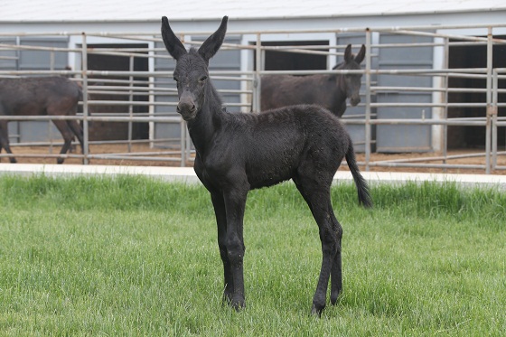新生驴驹几天得破伤风,刚出生的驴驹多久排胎粪正常