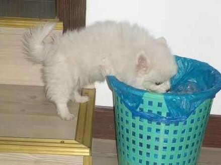 狗狗有问题怎么办,狗狗坏毛病怎么纠正