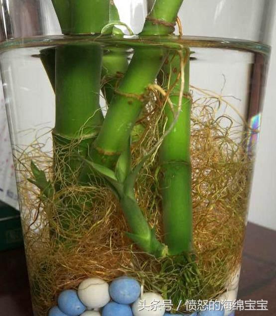 富贵竹生根怎样打理,富贵竹可以只留有根须的地方么