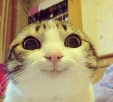 猫咪也会笑,猫咪也会开心吗