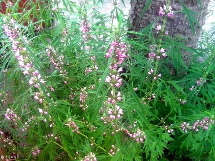 子宫宫寒严重会导致什么,宫寒会对子宫造成什么影响