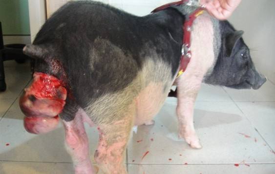 猪子宫脱出的症状有哪些,直肠息肉脱出什么症状