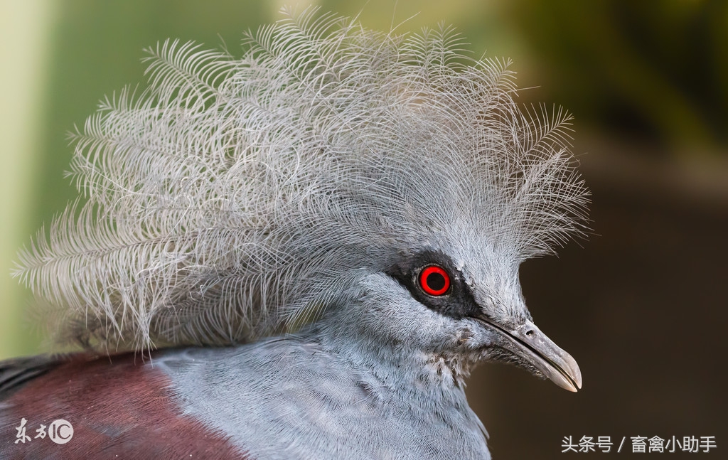 鸽子常见的几种疾病,鸽子常见的病有哪些