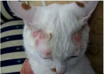 猫咪生病了怎么办？看这篇内容就够了