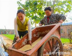 养蛋鸡和散养鸡哪个赚钱,2018养鸡10000只蛋鸡一年利润
