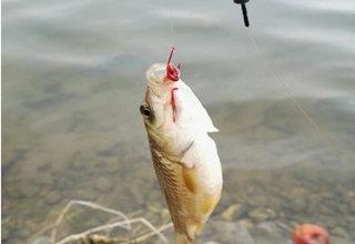 红虫的六大*局骗**，钓友们看看你着了哪个道？