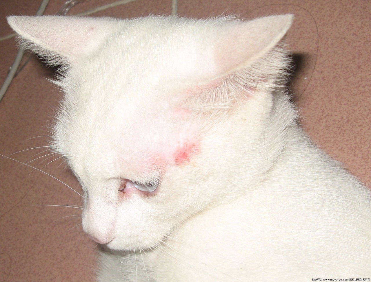 猫咪生病了怎么办？看这篇内容就够了