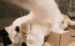 猫咪生病了怎么办？看这篇内容就够了