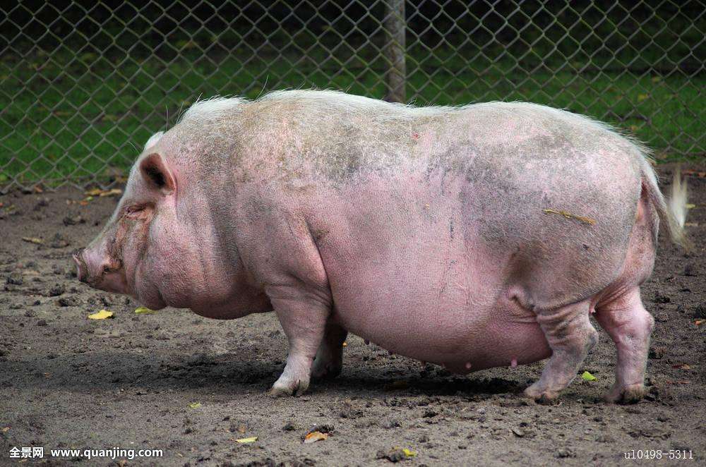 猪子宫脱出的症状有哪些,直肠息肉脱出什么症状