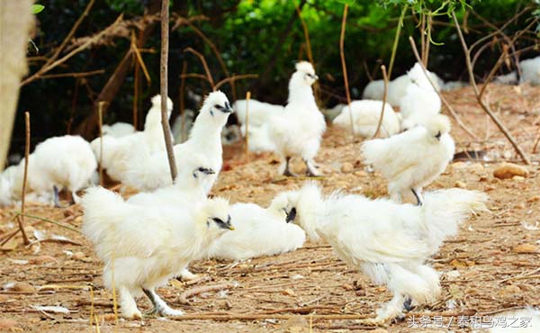 乌鸡的防病用药,乌鸡吃什么饲料