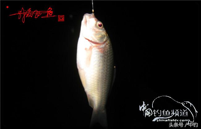 鱼口稀什么意思,鱼口又轻又慢