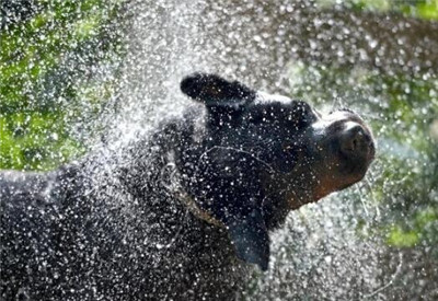 卡斯罗适合多大洗澡,怎么给卡斯罗洗澡