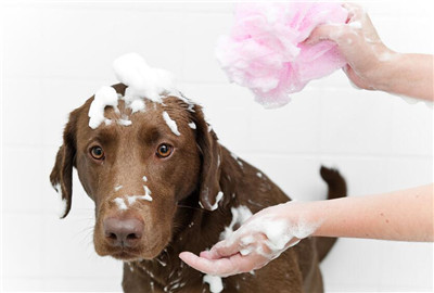 卡斯罗适合多大洗澡,怎么给卡斯罗洗澡