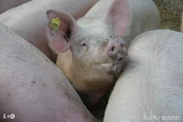 育肥猪毛粗毛长长势慢,育肥猪身体发白生长慢