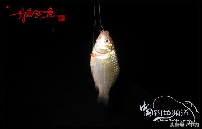 鱼口稀什么意思,鱼口又轻又慢