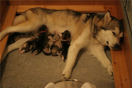 阿拉斯加缺钙严重,阿拉斯加雪橇犬缺钙怎么办