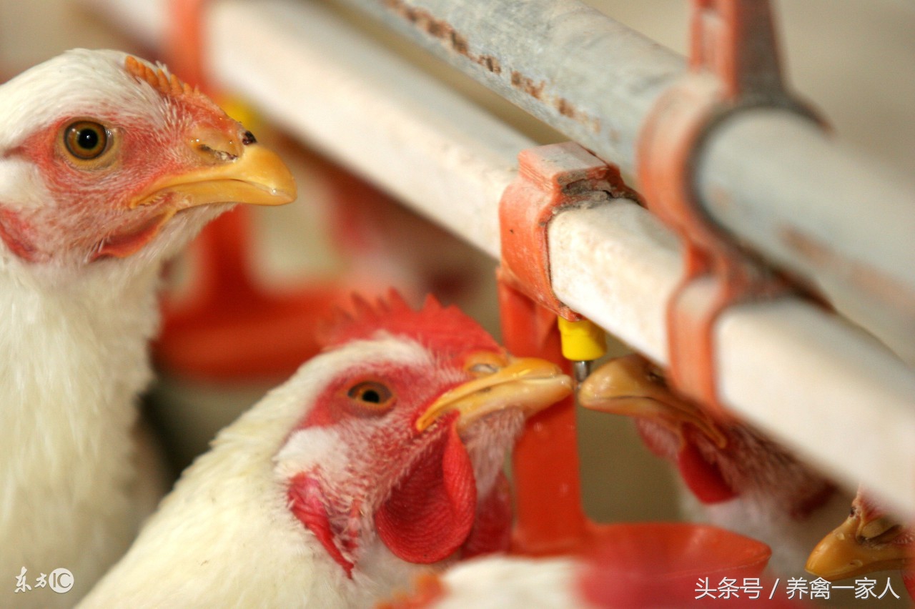 养鸡如何让鸡快速成长,养鸡新手如何判断鸡生病了