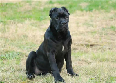 卡斯罗适合多大洗澡,怎么给卡斯罗洗澡