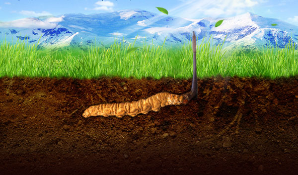 青海老妈妈讲给你听：冬虫夏草十大功效！很实用！