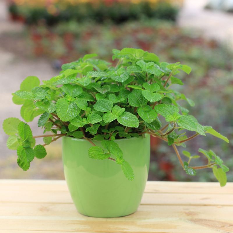 水培薄荷叶子发黄枯萎怎么办,小薄荷叶子发黄怎么办