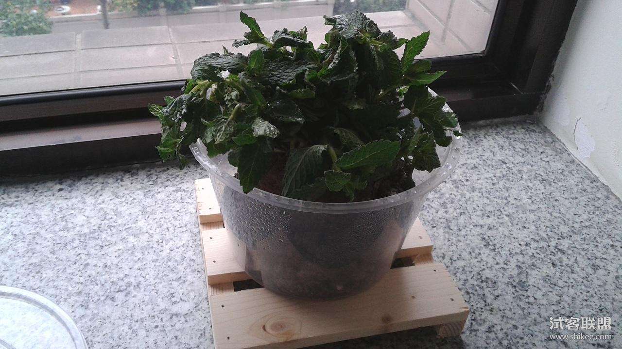 水培薄荷叶子发黄枯萎怎么办,小薄荷叶子发黄怎么办