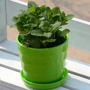 水培薄荷叶子发黄枯萎怎么办,小薄荷叶子发黄怎么办