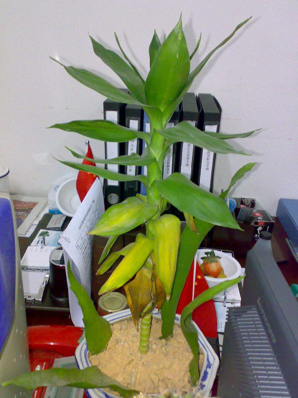 观音竹叶子发黄怎么救还能变青吗,文竹叶子发黄怎么养花