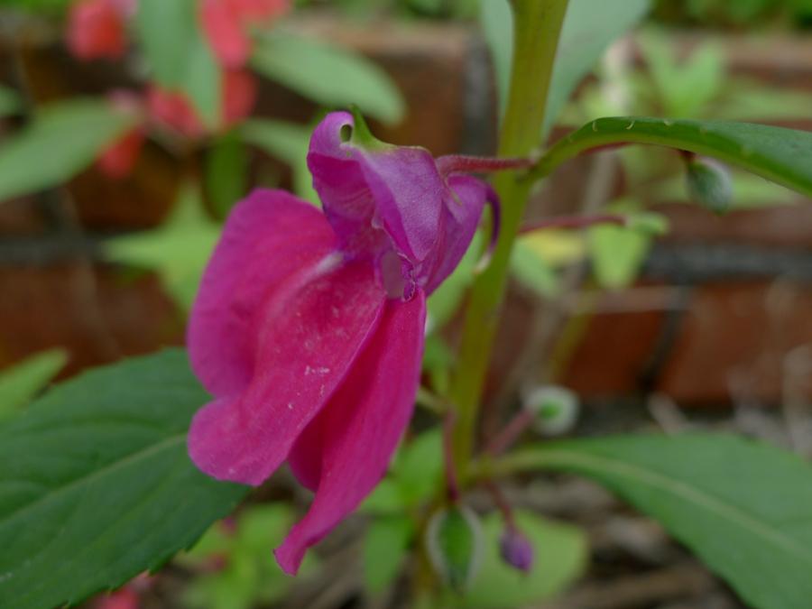 中药急性子的最新用途,中药急性子的副作用