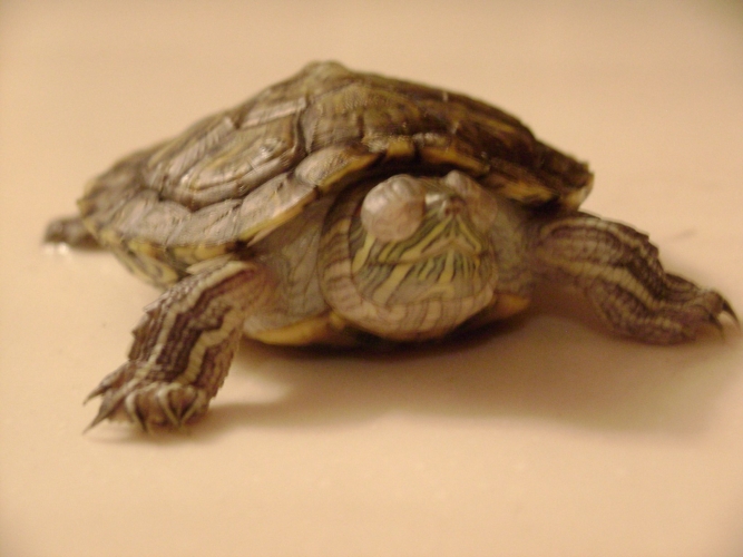 总结一些小病的治疗方法