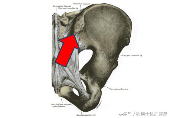 姿态训练中有哪些方法和技巧,姿态训练动作